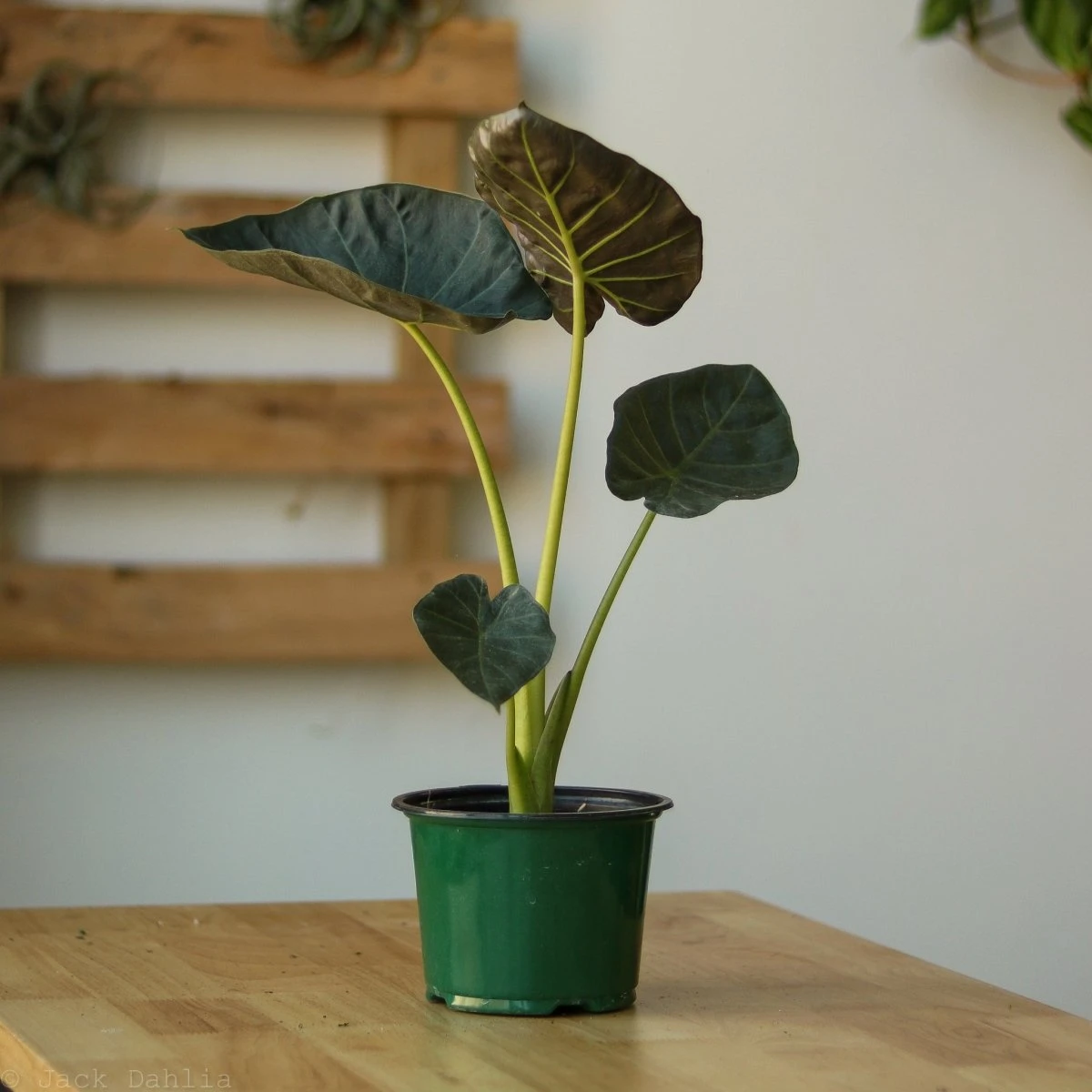 Alocasia X ‘Regal Shield’ - Regal Shield Alocasia - Image 3