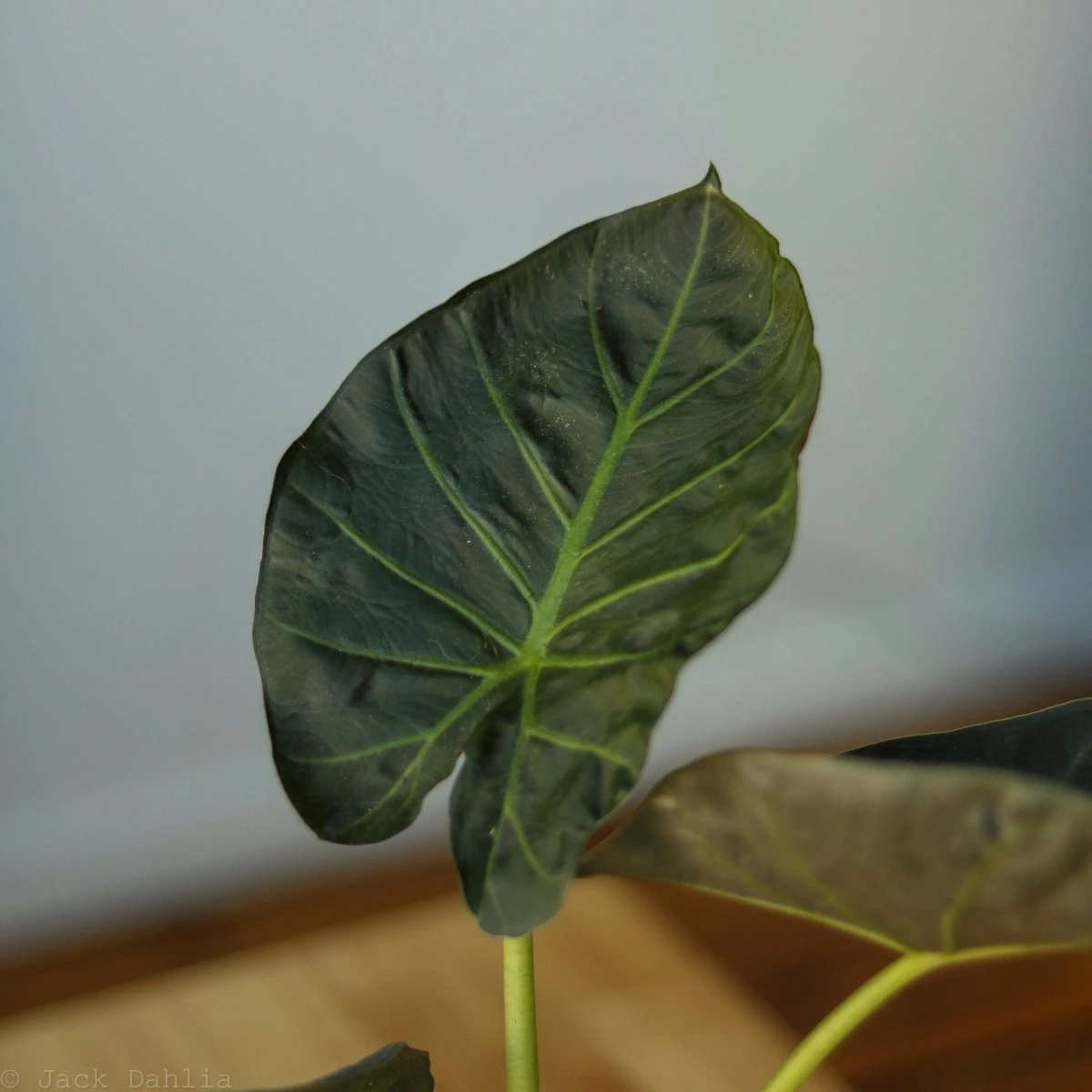 Alocasia X ‘Regal Shield’ - Regal Shield Alocasia - Image 5