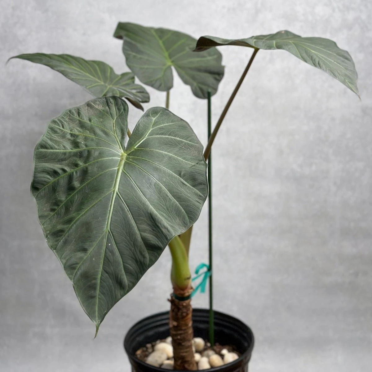 Alocasia X ‘Regal Shield’ - Regal Shield Alocasia - Image 8