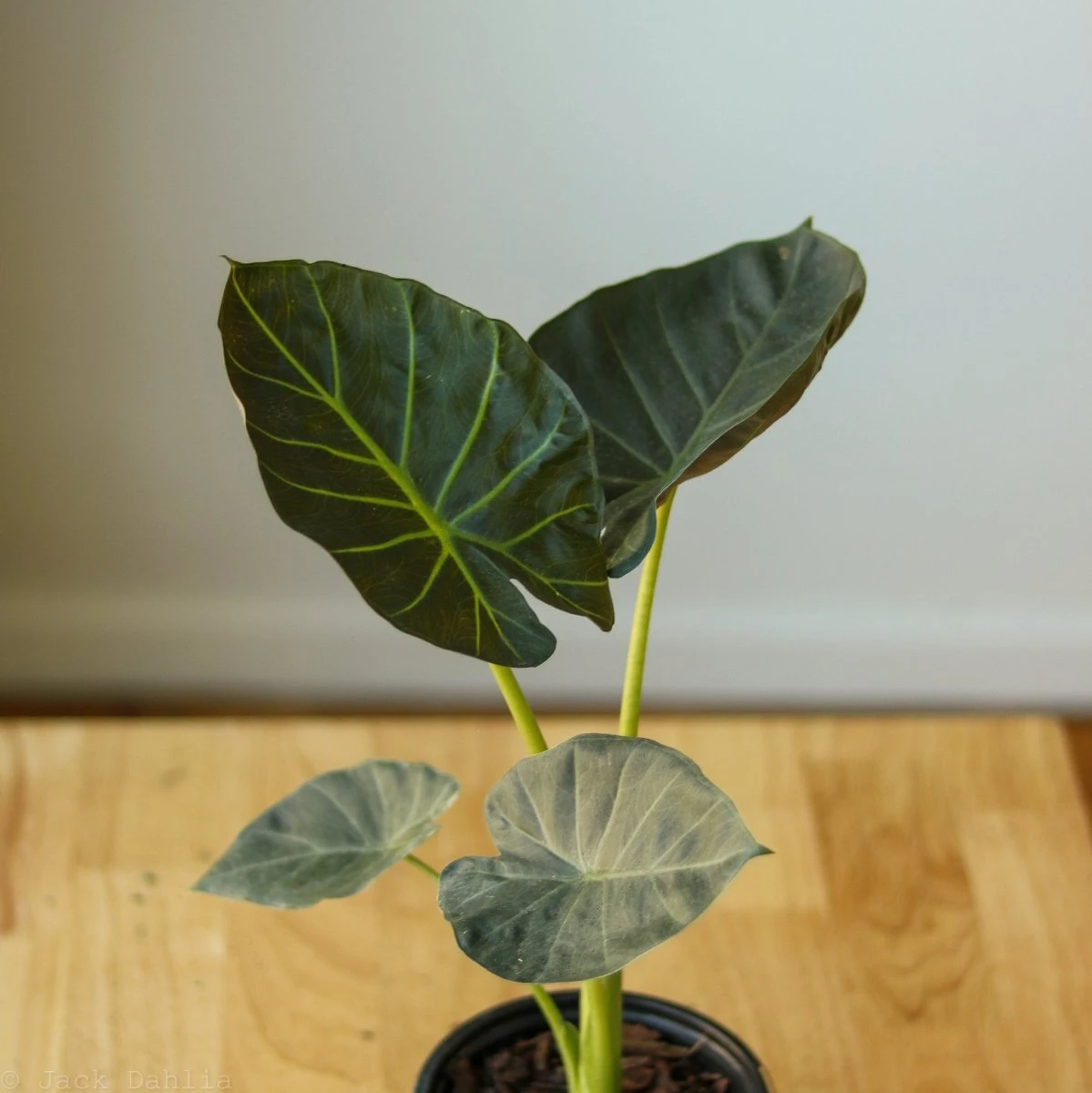 Alocasia X ‘Regal Shield’ - Regal Shield Alocasia - Image 7