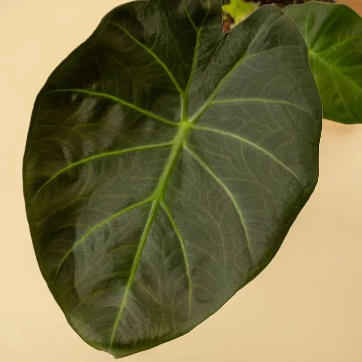Alocasia X ‘Regal Shield’ - Regal Shield Alocasia - Image 2