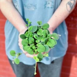 Alsobia Dianthiflora - Lace Flower