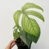 Amydrium Medium 'Silver Spiderman' - Silver Spiderman False Monstera - 4 Inch
