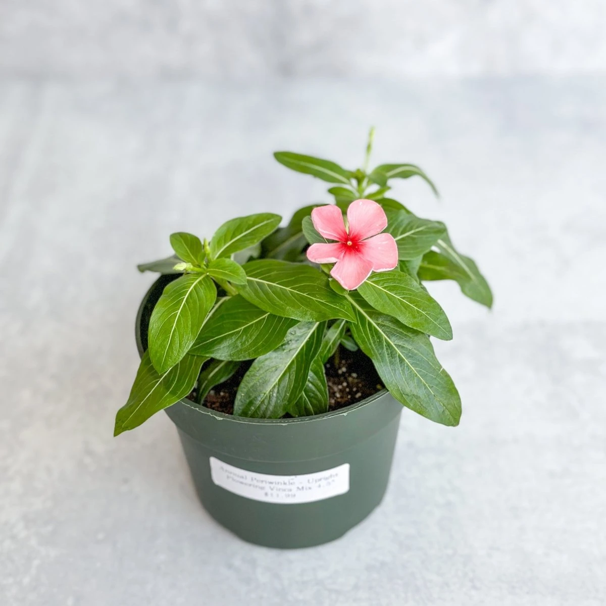 Annual Periwinkle - Upright Flowering Vinca Mix - Image 3