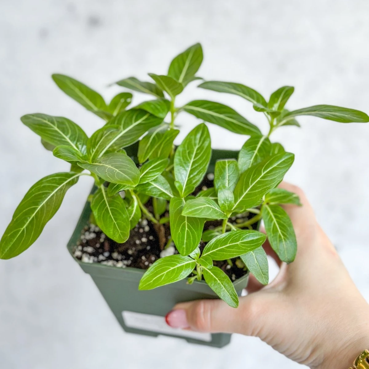 Annual Periwinkle - Upright Flowering Vinca Mix - Image 4