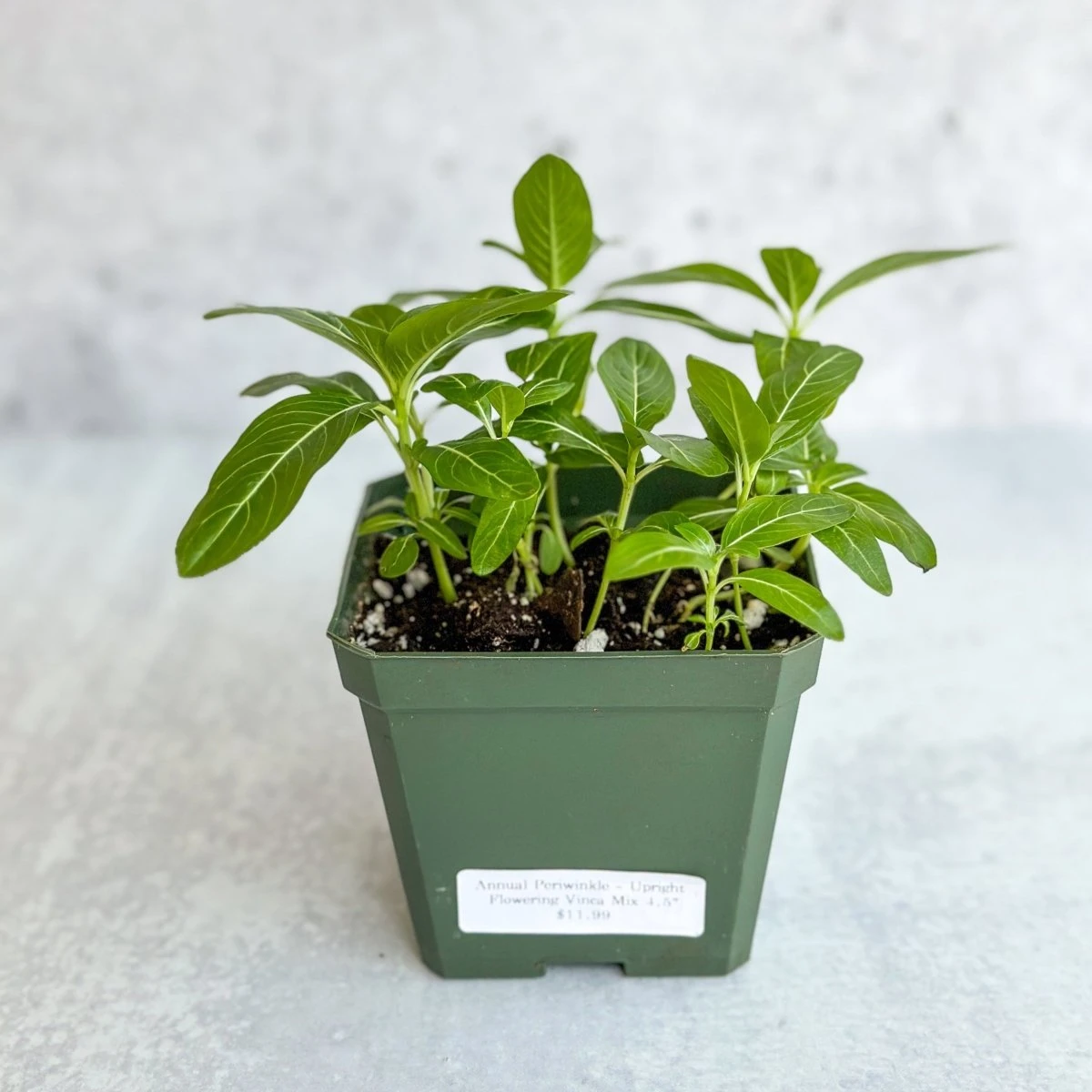 Annual Periwinkle - Upright Flowering Vinca Mix - Image 9