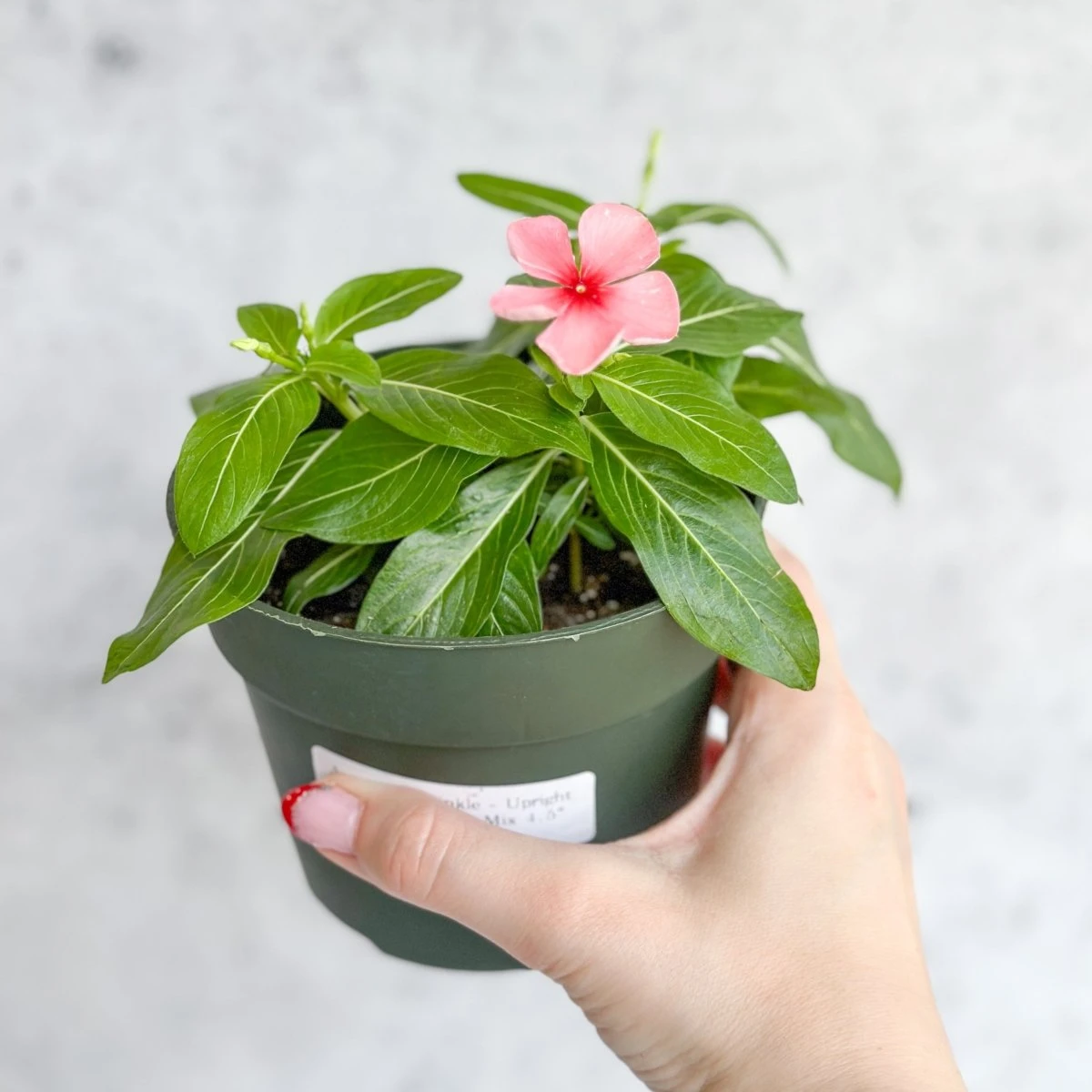 Annual Periwinkle - Upright Flowering Vinca Mix - Image 7