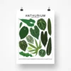 Anthurium Species ID Chart - Botanical Houseplant Art Print