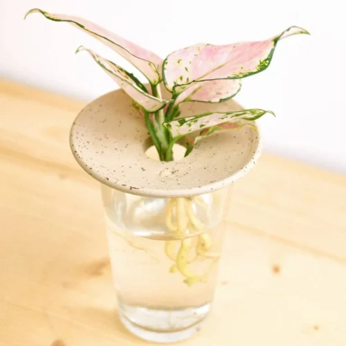 Aquaculture & Germination Plate