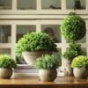 Artificial Faux Boxwood Topiary In Various Designs