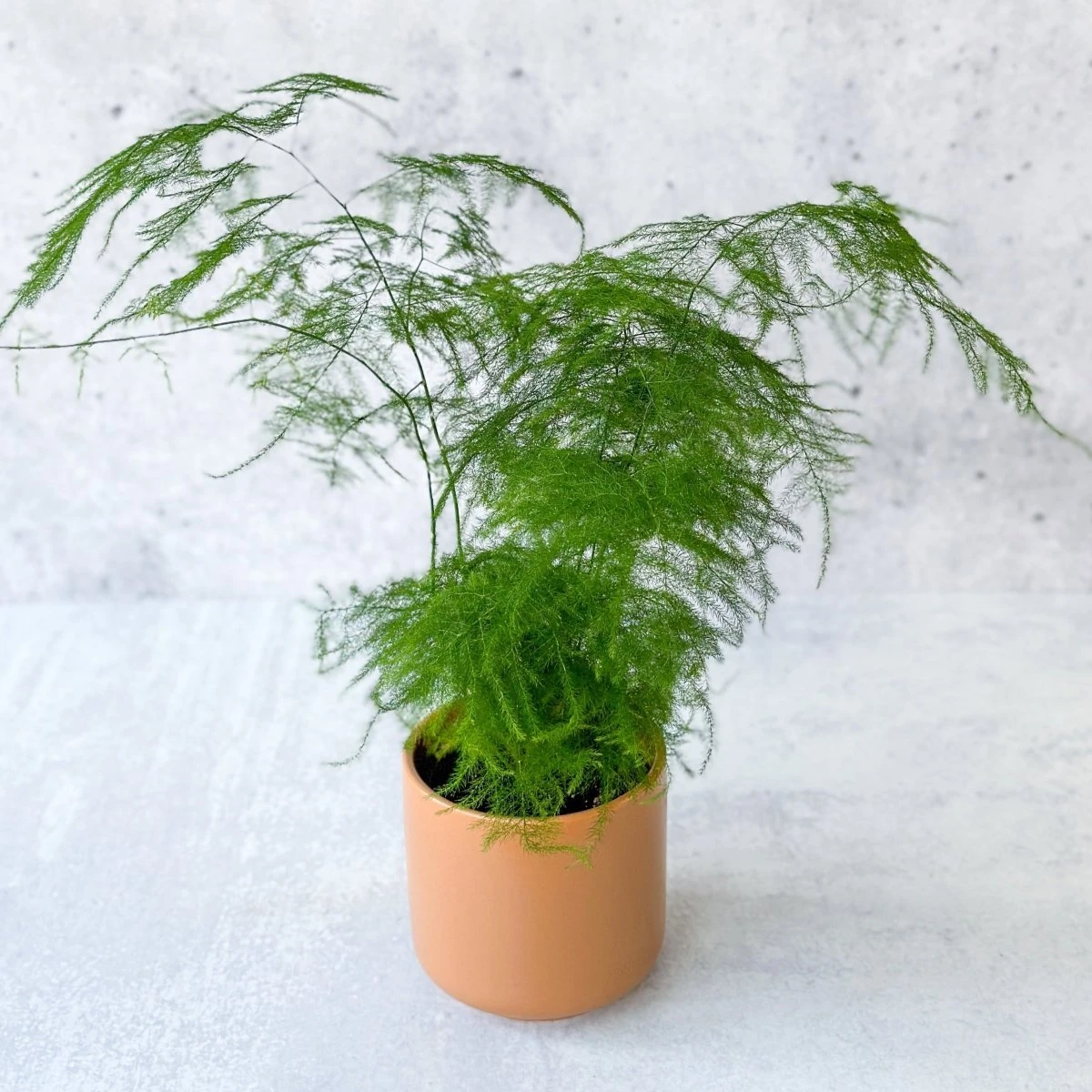 Asparagus Plumosa - Asparagus Fern - Image 3