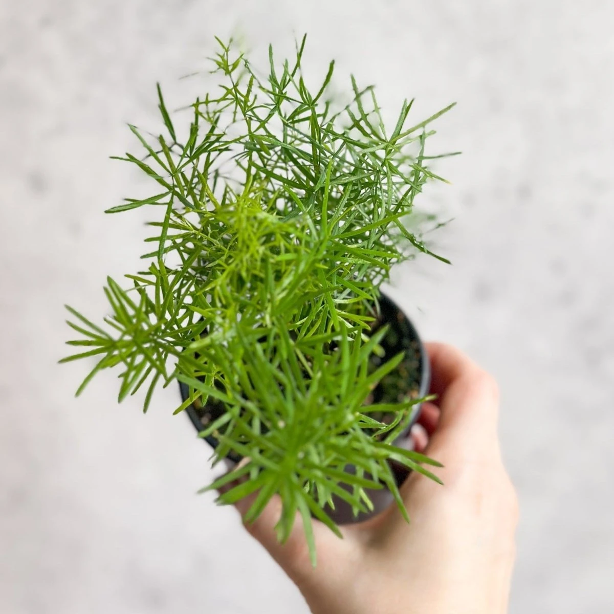 Asparagus Plumosa - Asparagus Fern - Image 4