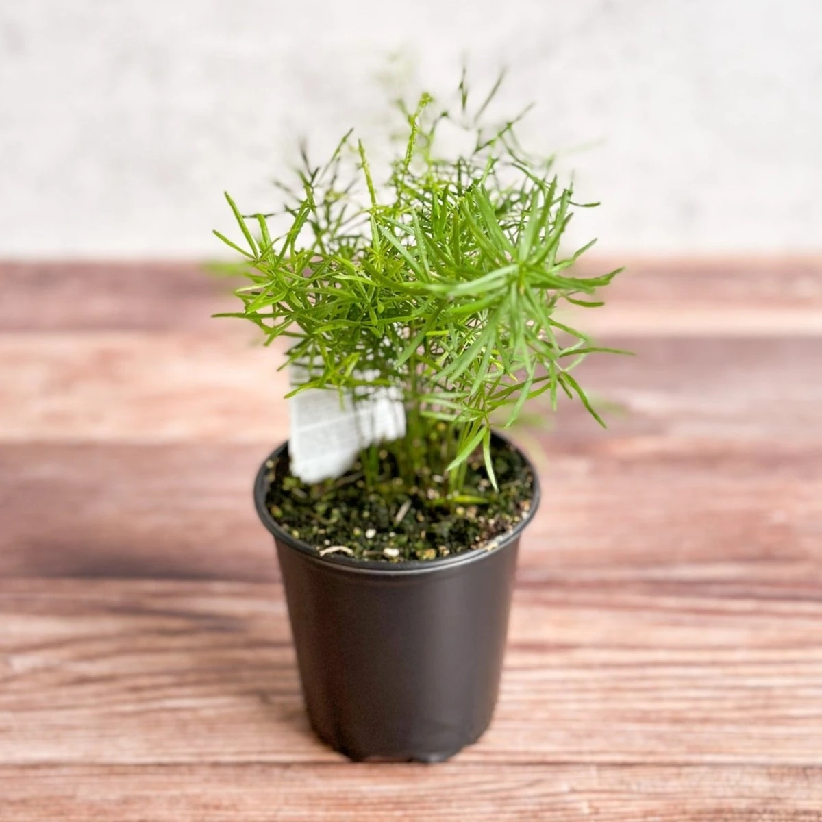 Asparagus Plumosa - Asparagus Fern - Image 2