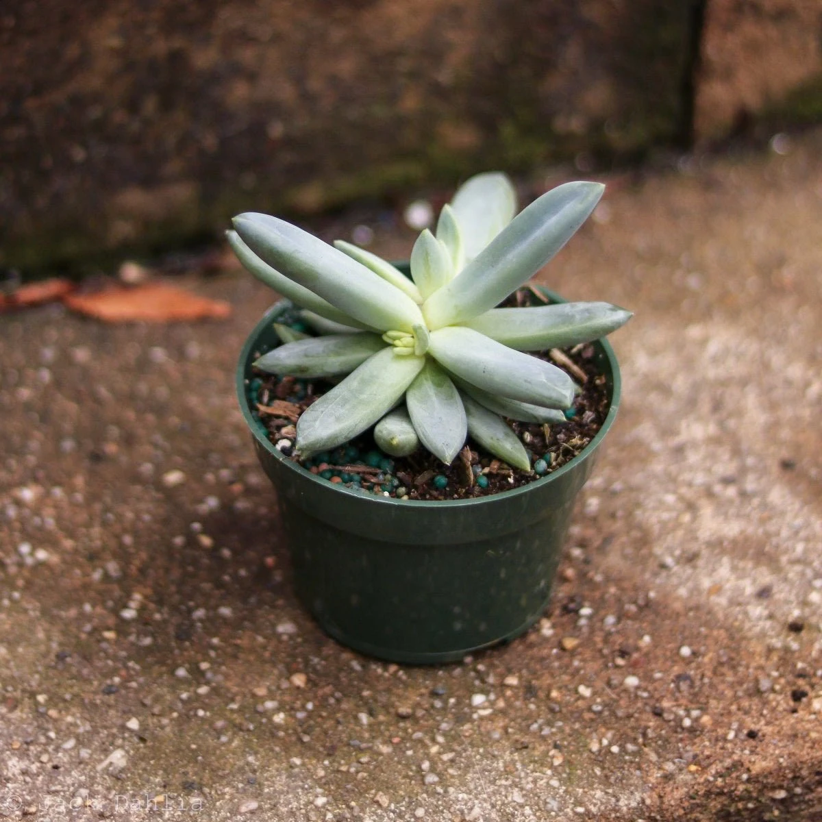 Baby Cacti/Succulents - 5 Inch - Image 2