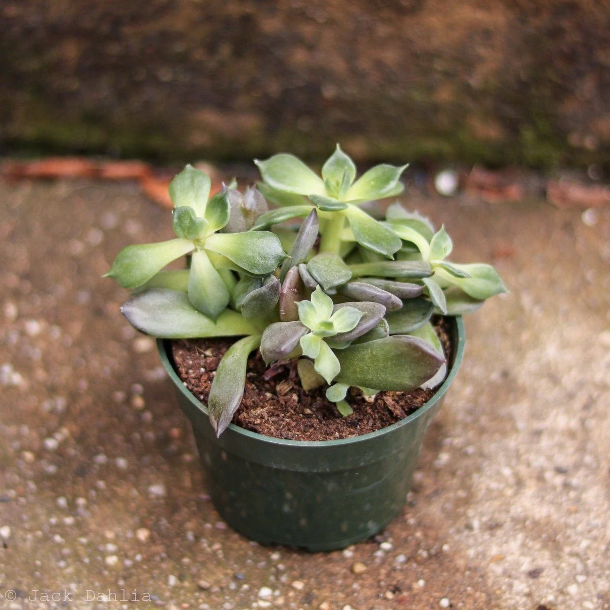 Baby Cacti/Succulents - 5 Inch - Image 3