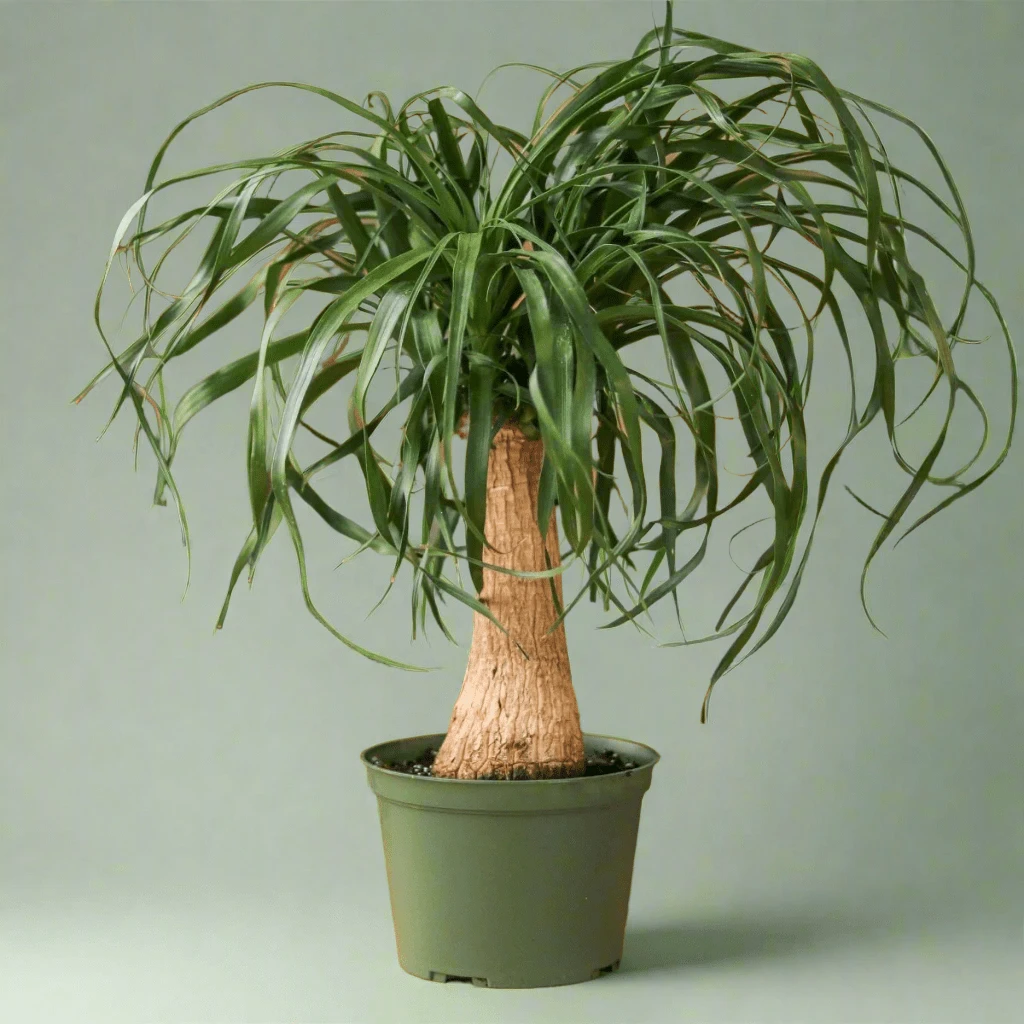 Beaucarnea Recurvata 'Ponytail Palm'