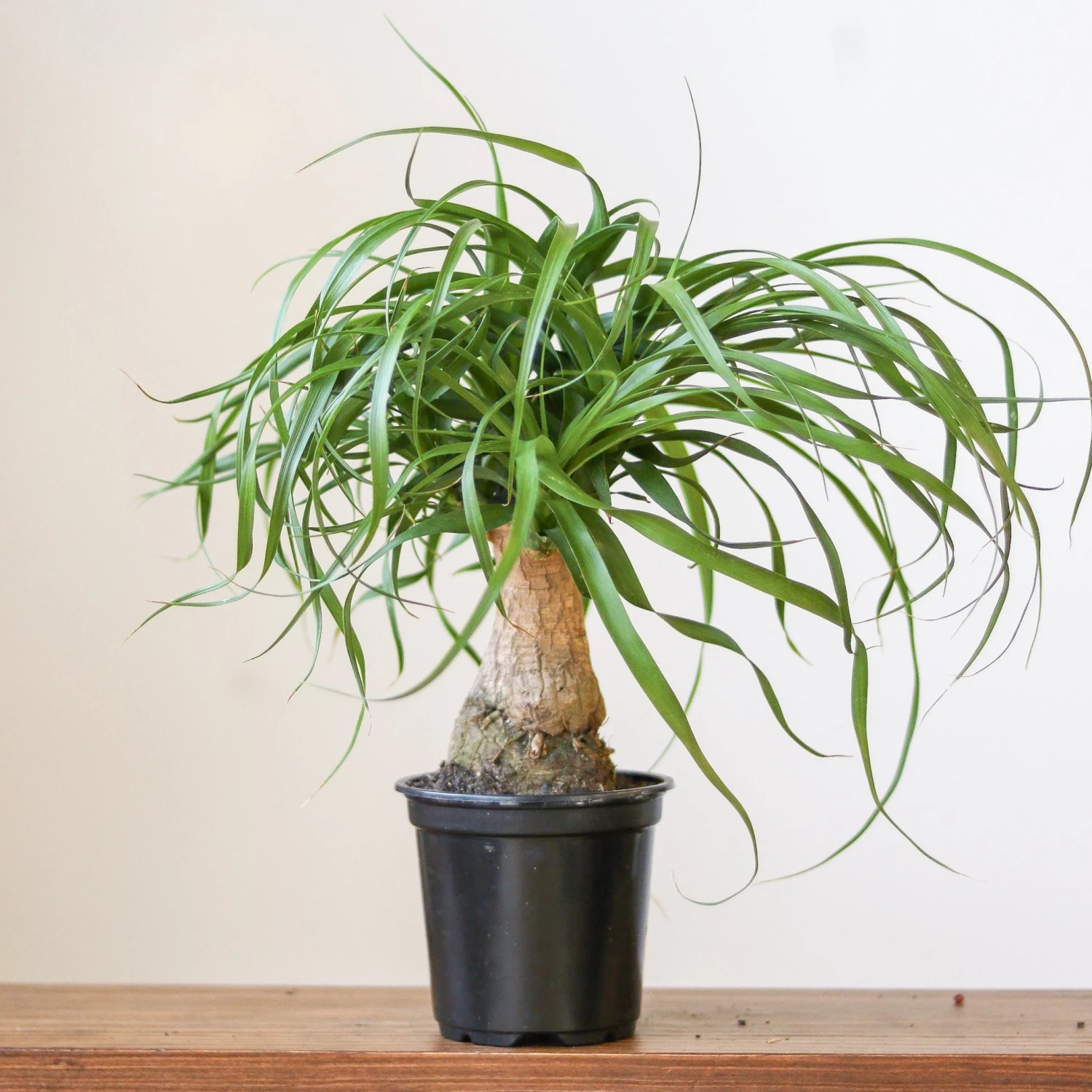 Beaucarnea Recurvata 'Ponytail Palm' - Image 6