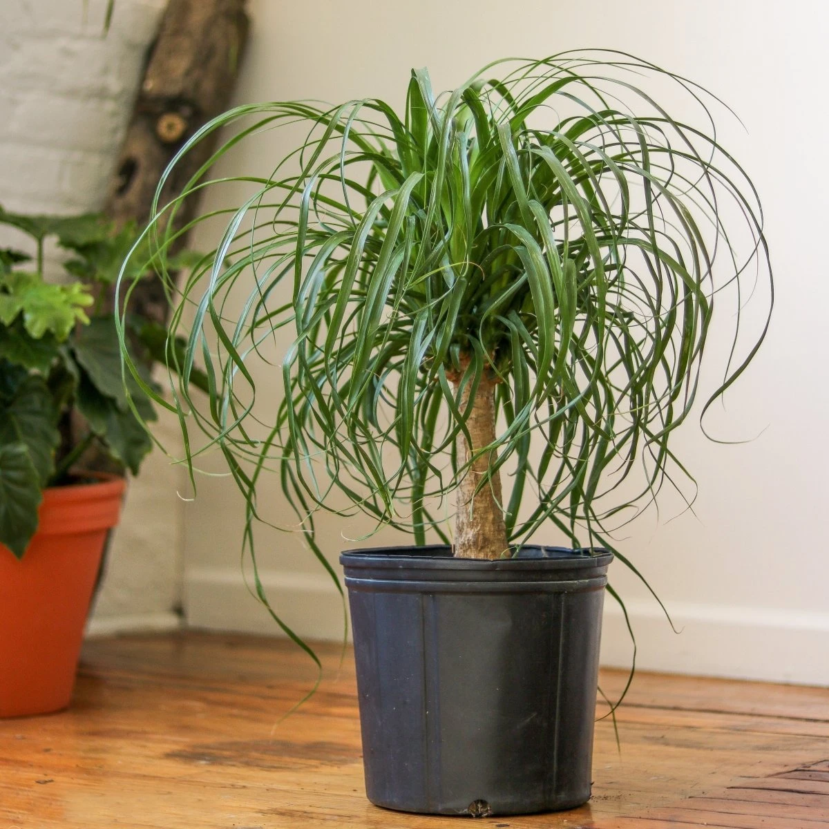 Beaucarnea Recurvata 'Ponytail Palm' - Image 4