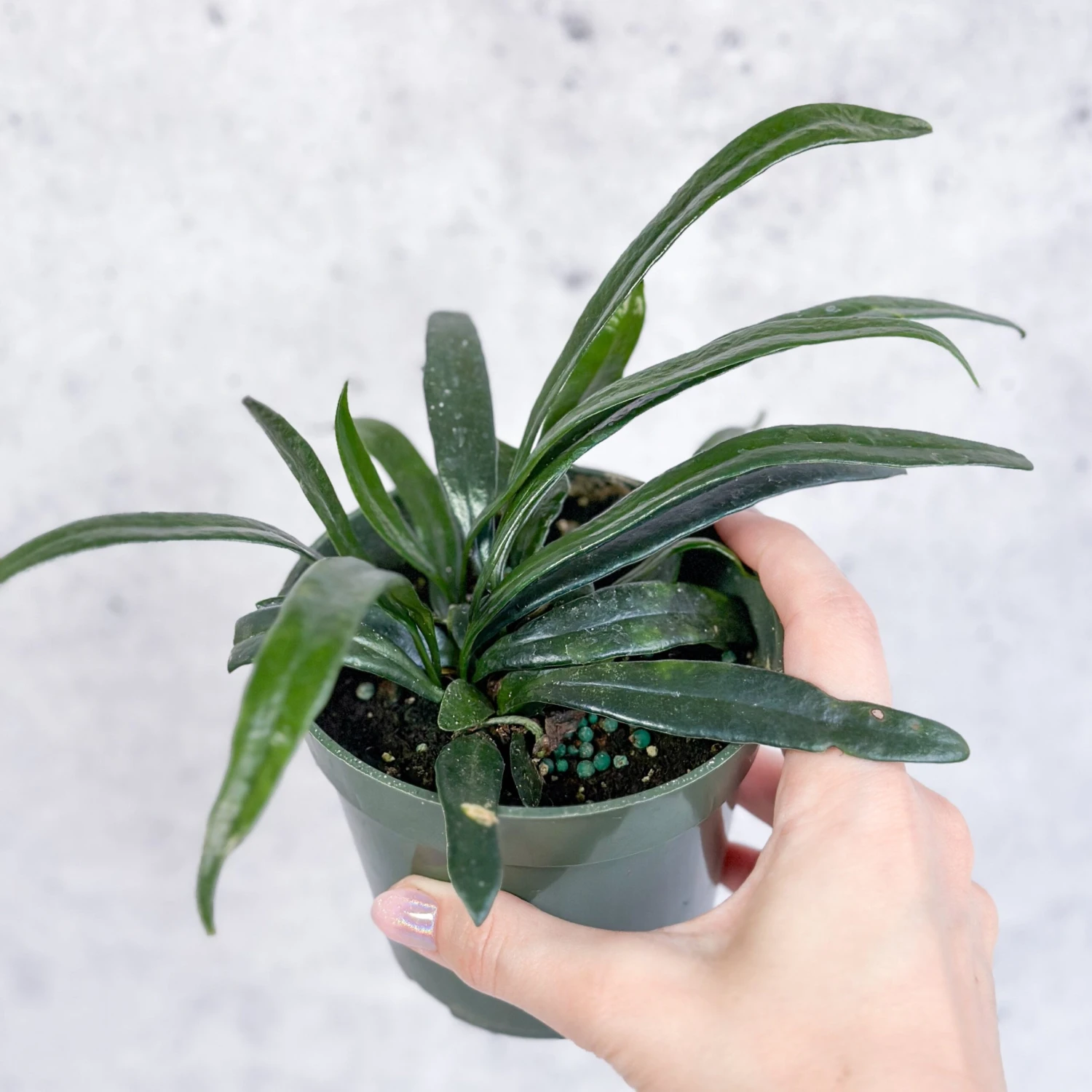 Microsorum Thailandicum - Blue Oil Fern - Image 4