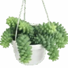 Burro's Tail Succulent - Sedum Morganianum Hanging Basket