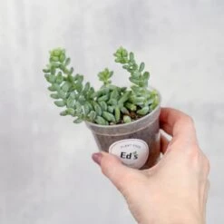 Burro's Tail Succulent - Sedum Morganianum