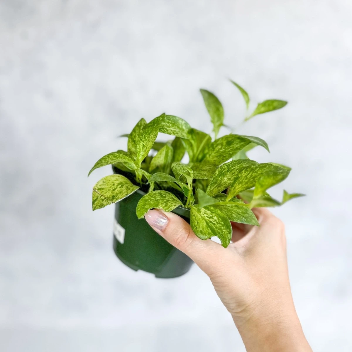 Aeschynanthus Micranthus Variegata - Image 3
