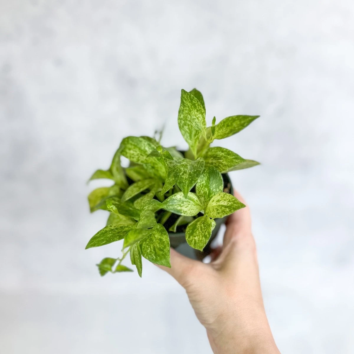 Aeschynanthus Micranthus Variegata - Image 4