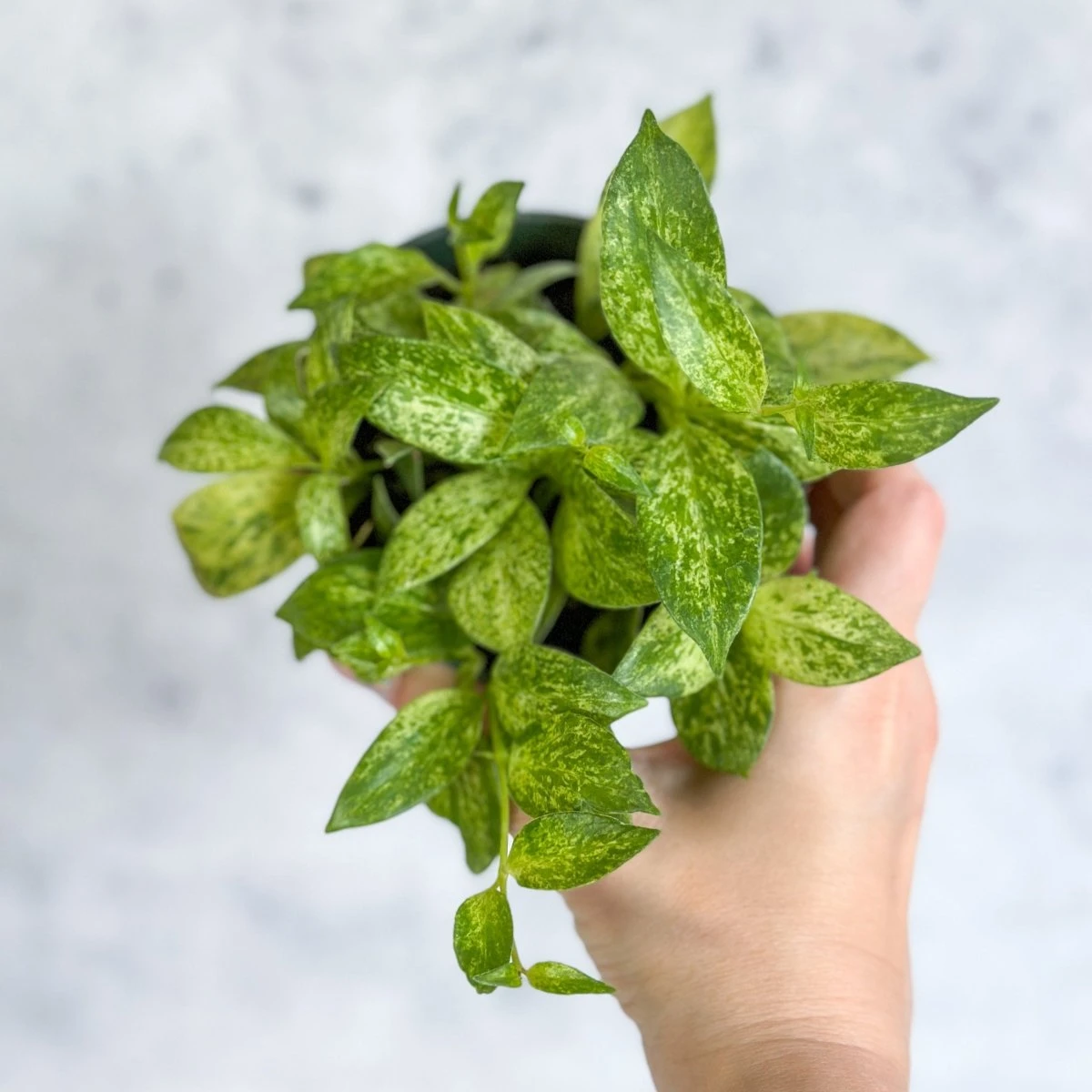 Aeschynanthus Micranthus Variegata - Image 5