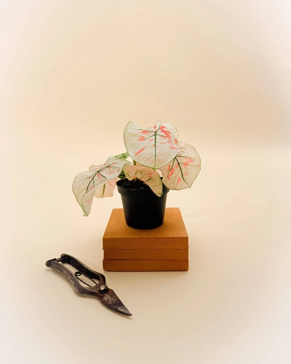 Caladium Bicolor ‘Snow’ – White & Green Heart-Shaped Foliage | Tropical Shade Plant - Image 3