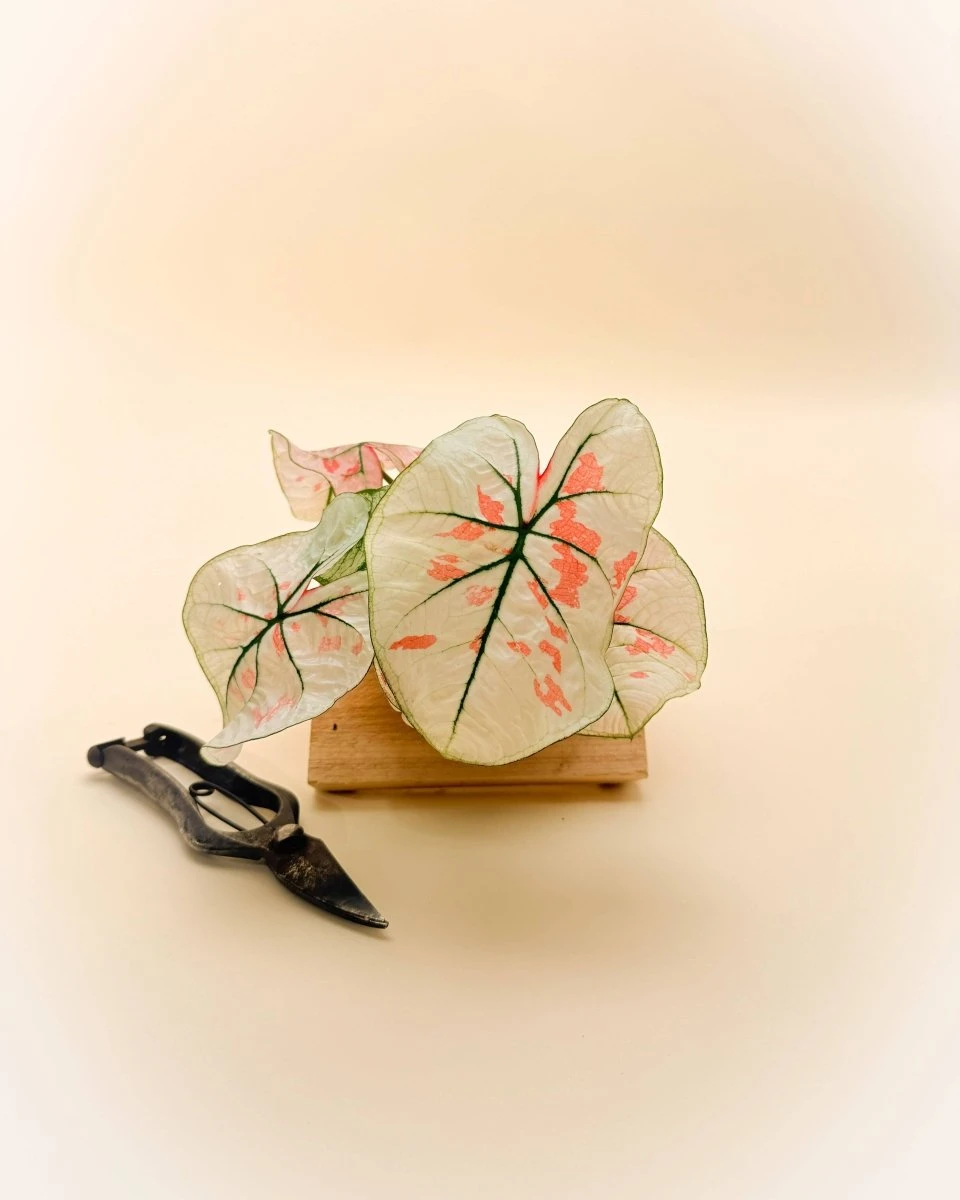 Caladium Bicolor ‘Snow’ – White & Green Heart-Shaped Foliage | Tropical Shade Plant - Image 2