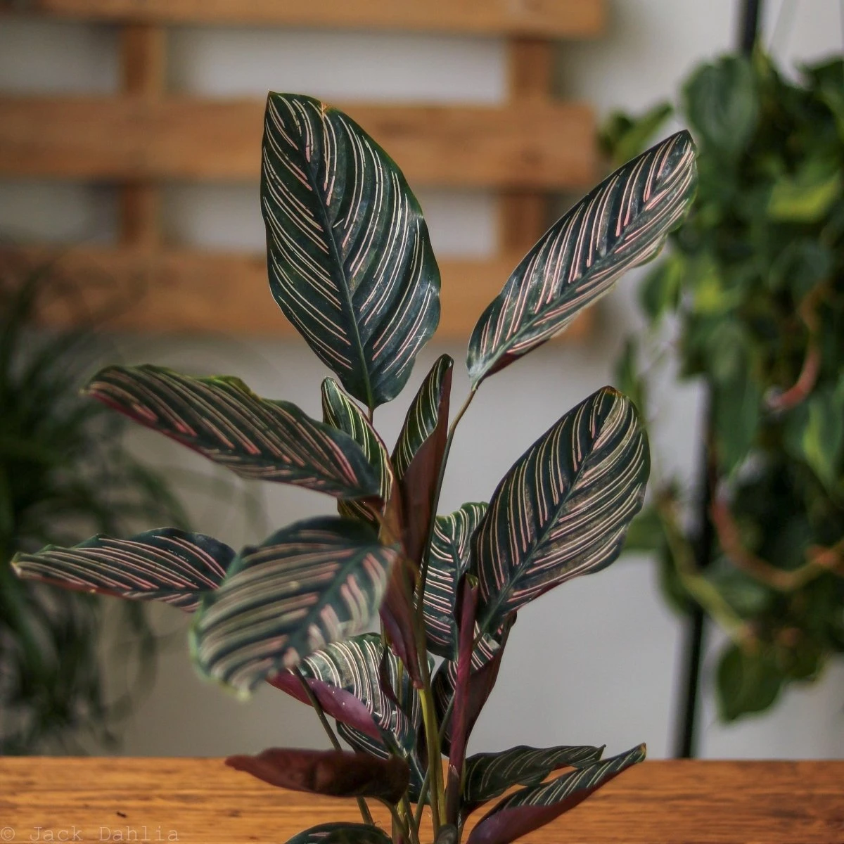 Calathea Ornata 'Pinstripe' Prayer Plant - Image 2