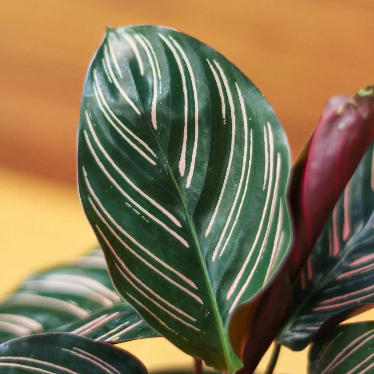 Calathea Ornata 'Pinstripe' Prayer Plant - Image 5