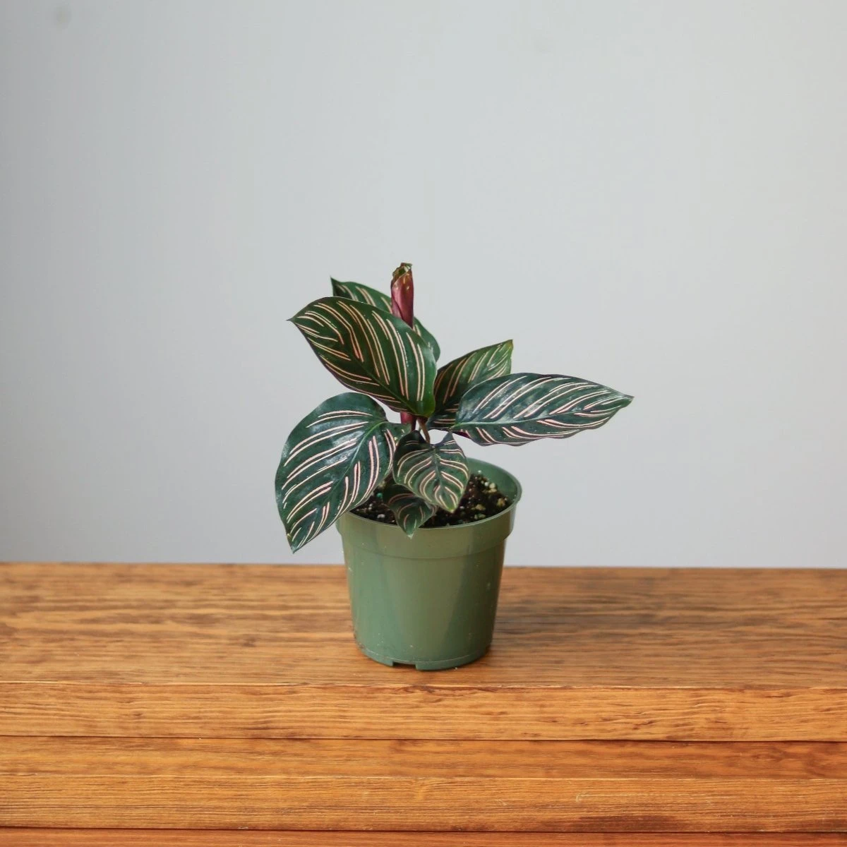 Calathea Ornata 'Pinstripe' Prayer Plant - Image 3