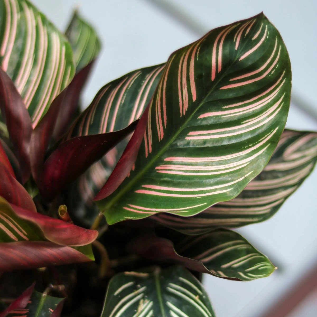 Calathea Ornata 'Pinstripe' Prayer Plant - Image 6