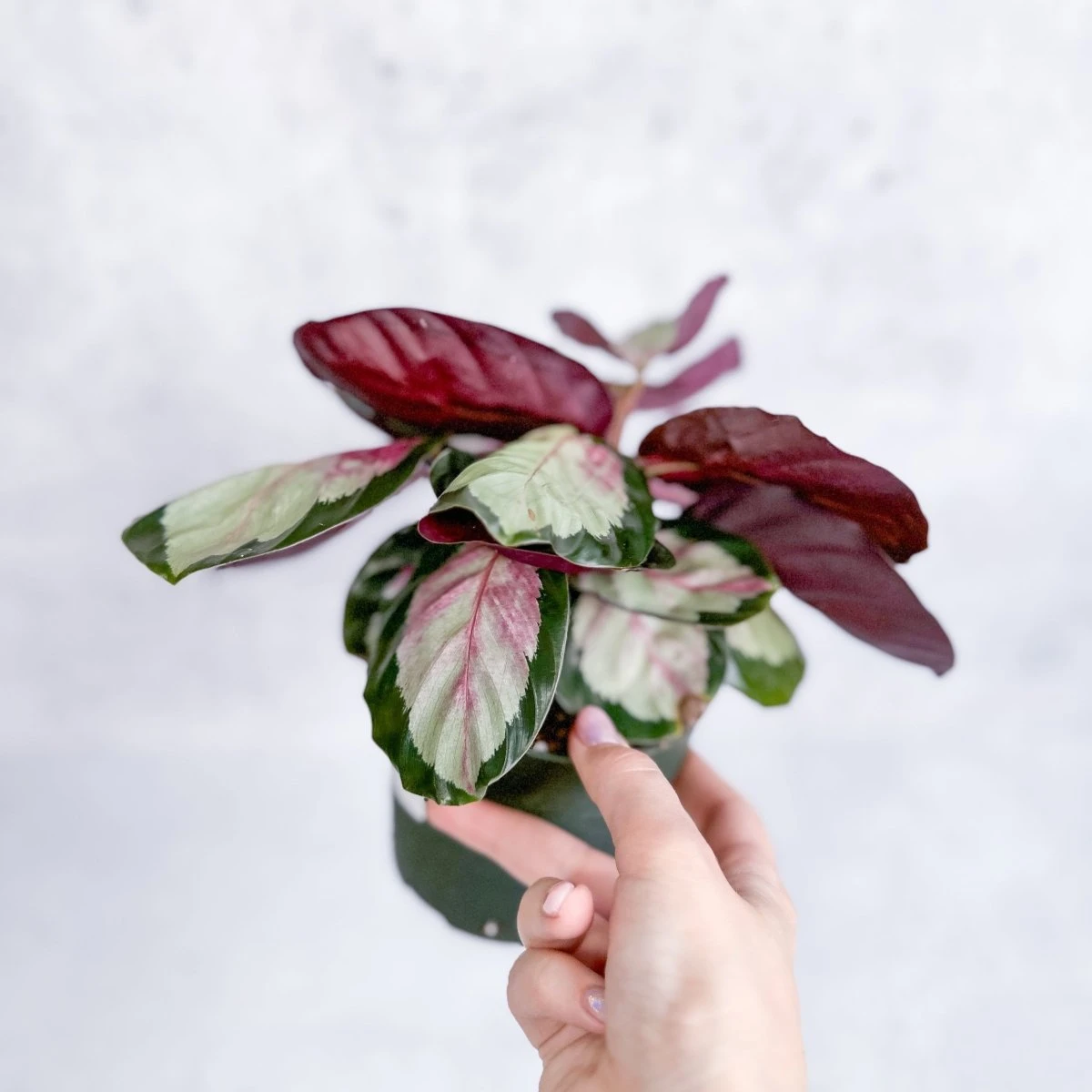 Calathea 'Rosy' - Rosy Calathea - Image 2