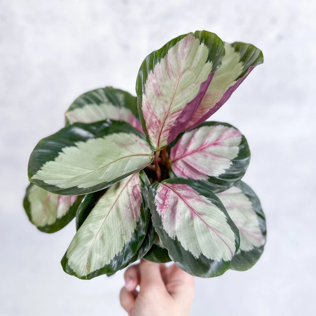 Calathea 'Rosy' - Rosy Calathea - Image 4