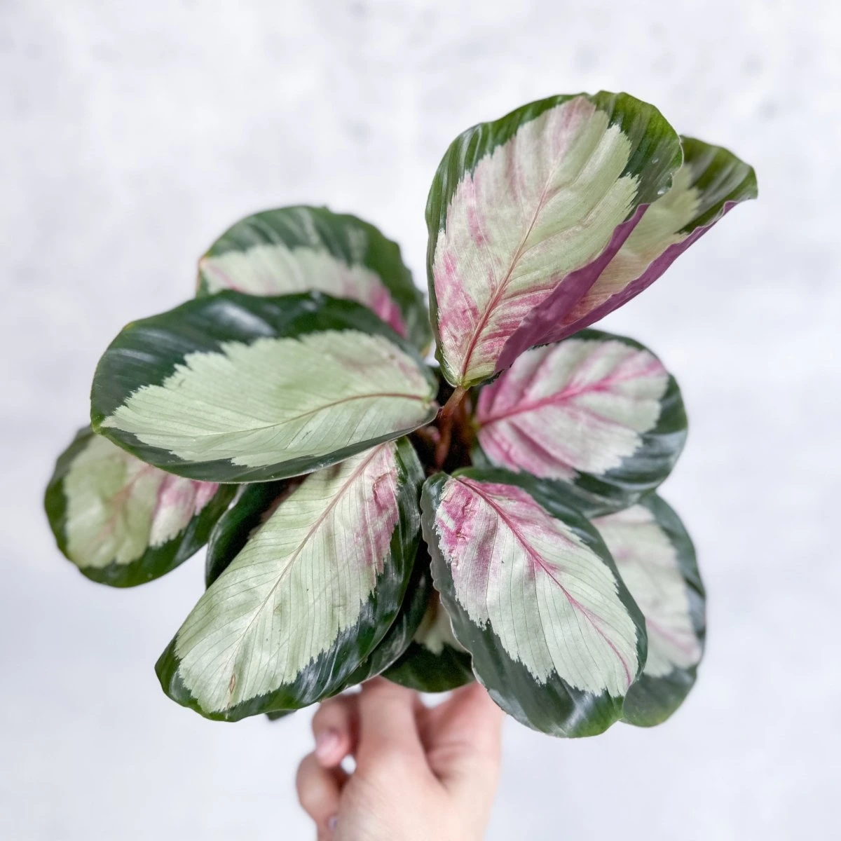 Calathea 'Rosy' - Rosy Calathea - Image 3