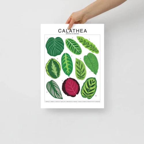 Calathea Species ID Chart - Botanical Houseplant Art Print