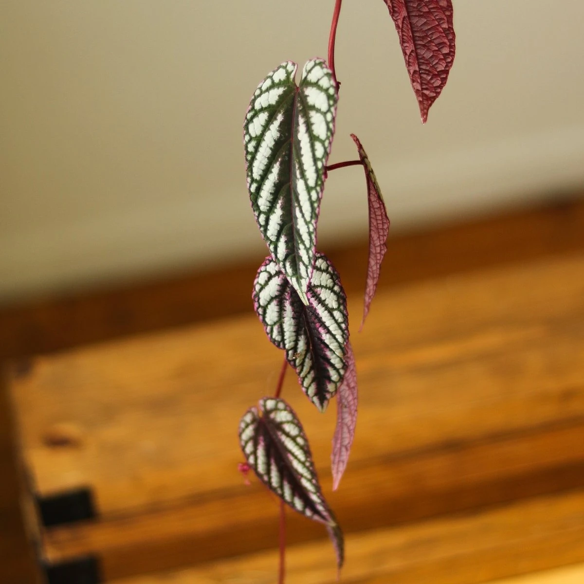 Cissus Discolor ‘Rex Begonia Vine’ - Image 4