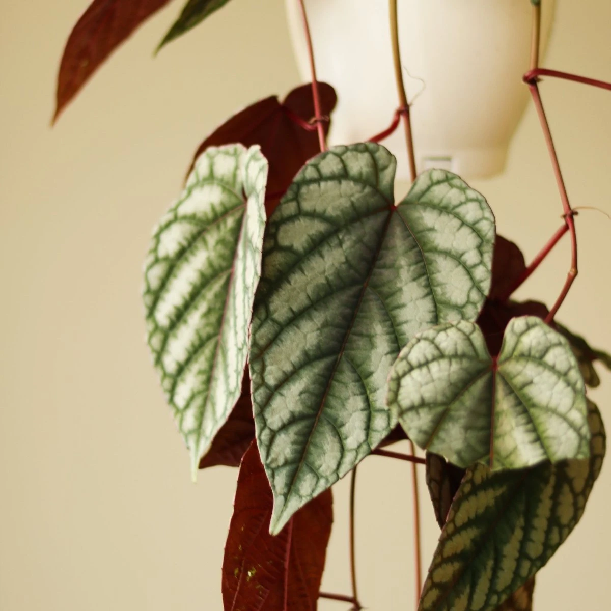 Cissus Discolor ‘Rex Begonia Vine’ - Image 3