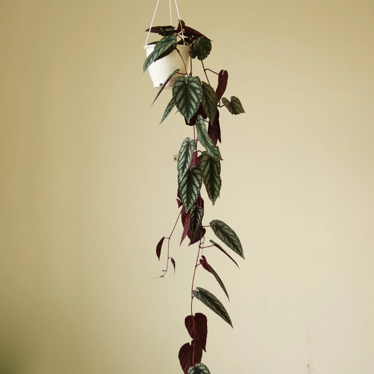 Cissus Discolor ‘Rex Begonia Vine’ - Image 5