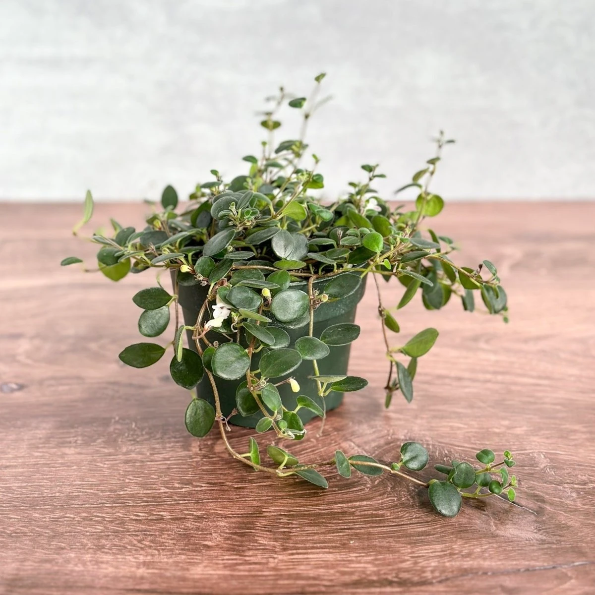 Codonanthe Devosiana 'Paula' - Codonanthe - Image 2