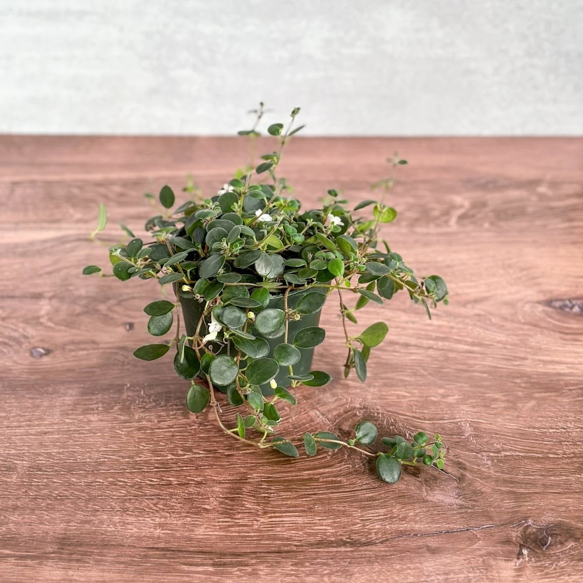 Codonanthe Devosiana 'Paula' - Codonanthe - Image 3