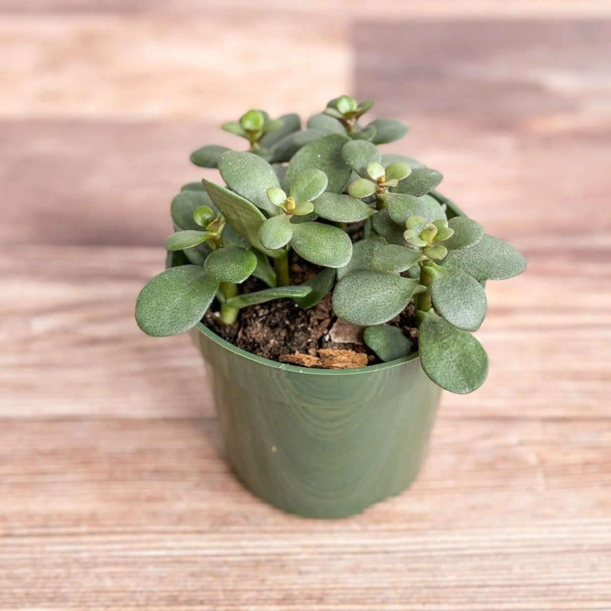 Jade Plant (Crassula Ovata) β Easy-Care Money Succulent - Image 3