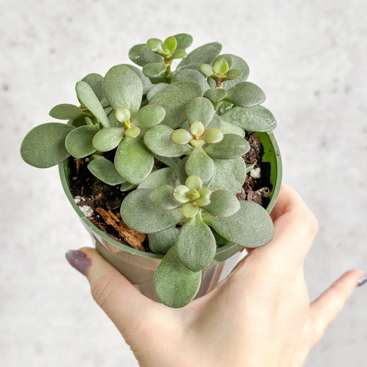 Jade Plant (Crassula Ovata) β Easy-Care Money Succulent - Image 5