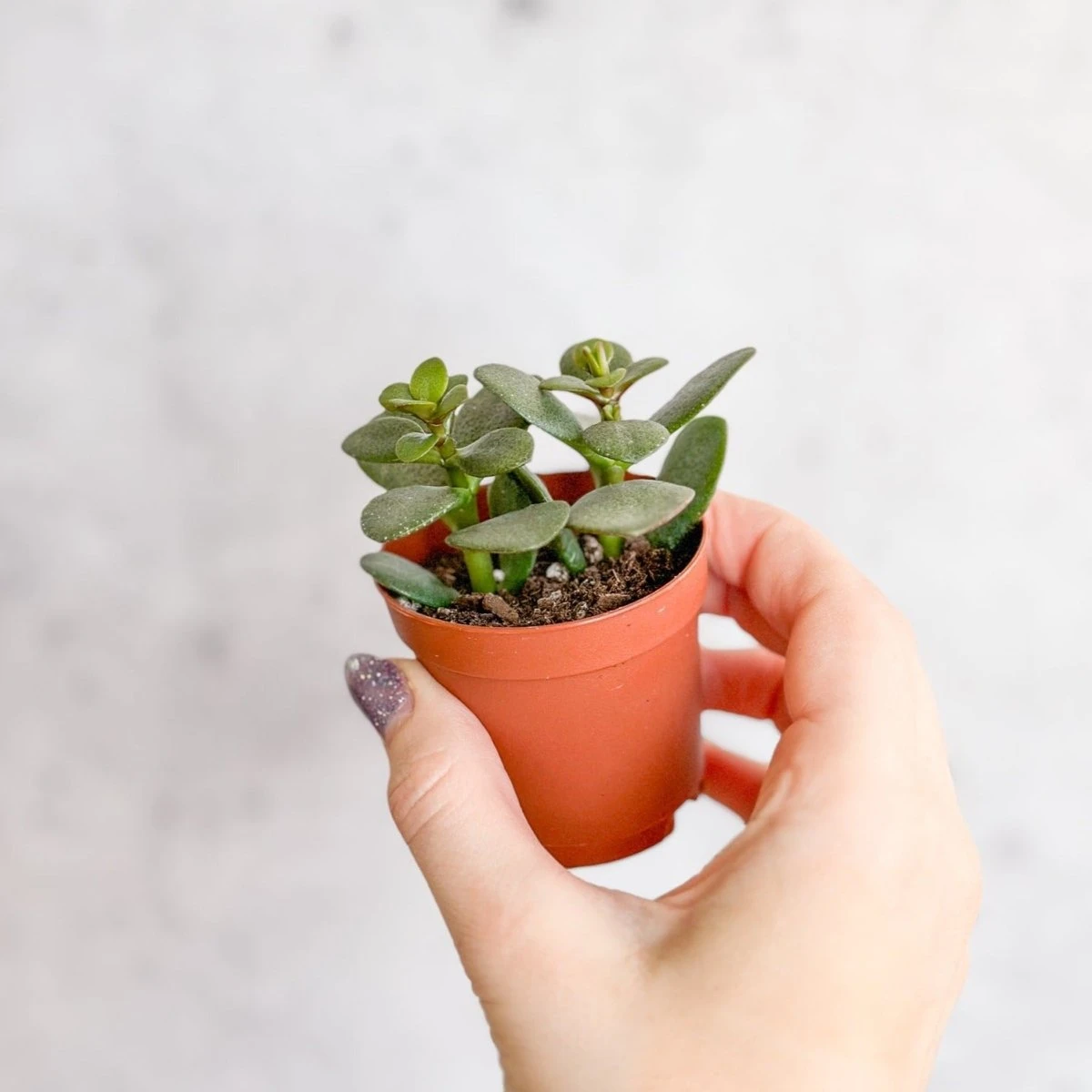 Jade Plant (Crassula Ovata) β Easy-Care Money Succulent - Image 9