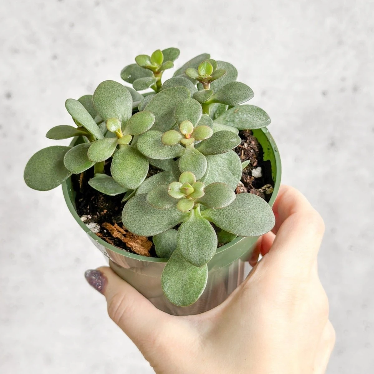 Jade Plant (Crassula Ovata) β Easy-Care Money Succulent