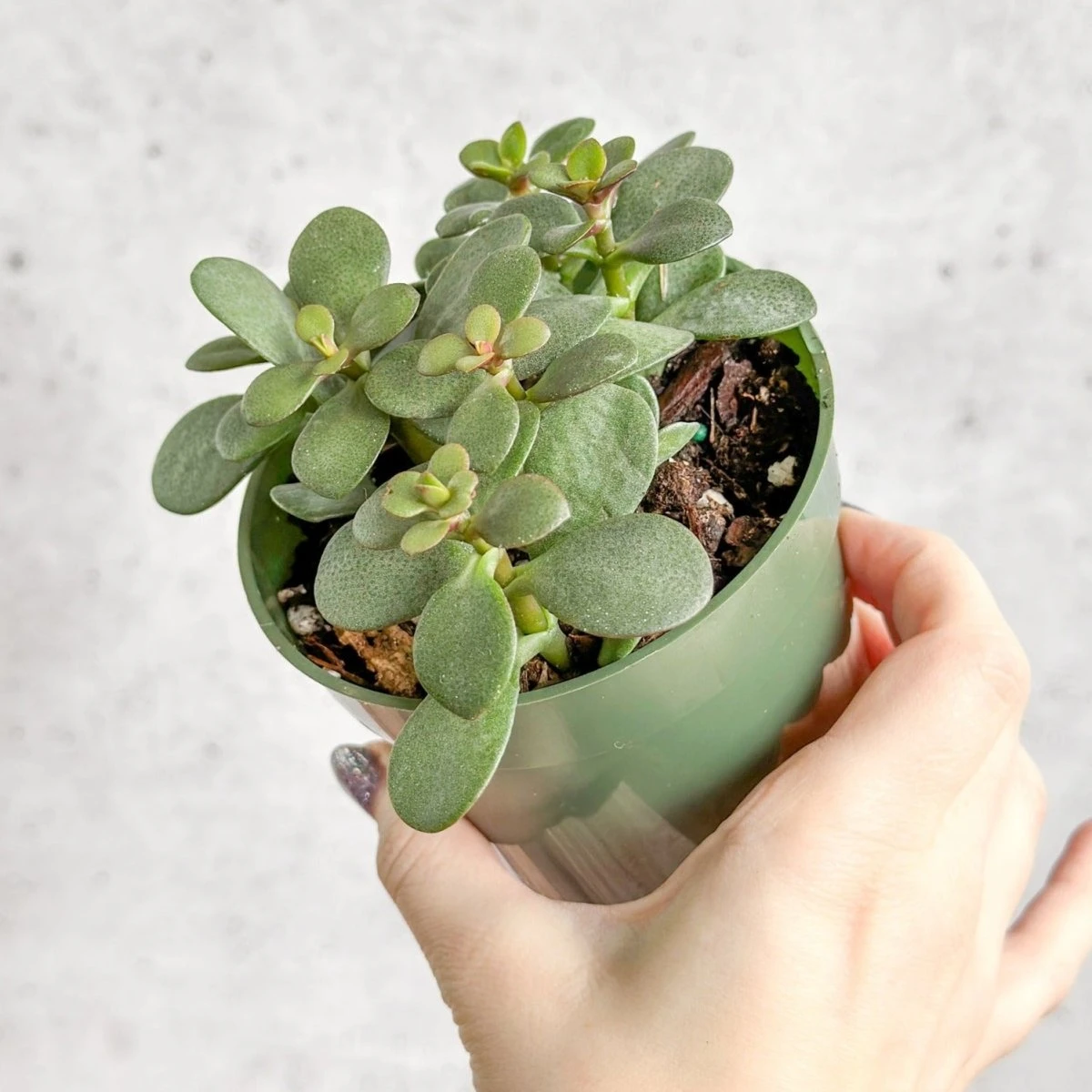 Jade Plant (Crassula Ovata) β Easy-Care Money Succulent - Image 6
