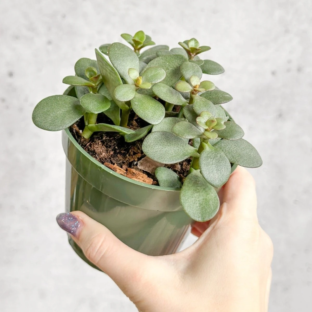 Jade Plant (Crassula Ovata) β Easy-Care Money Succulent - Image 4