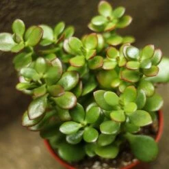 Crassula Ovata Obliqua 'California Red Tip' Jade Plant
